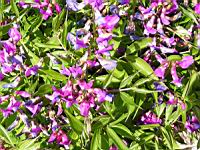 Lathyrus Vernus (fam. Fabacees) (Asie occidentale, Europe) (02) (Photo F. Mrugala)